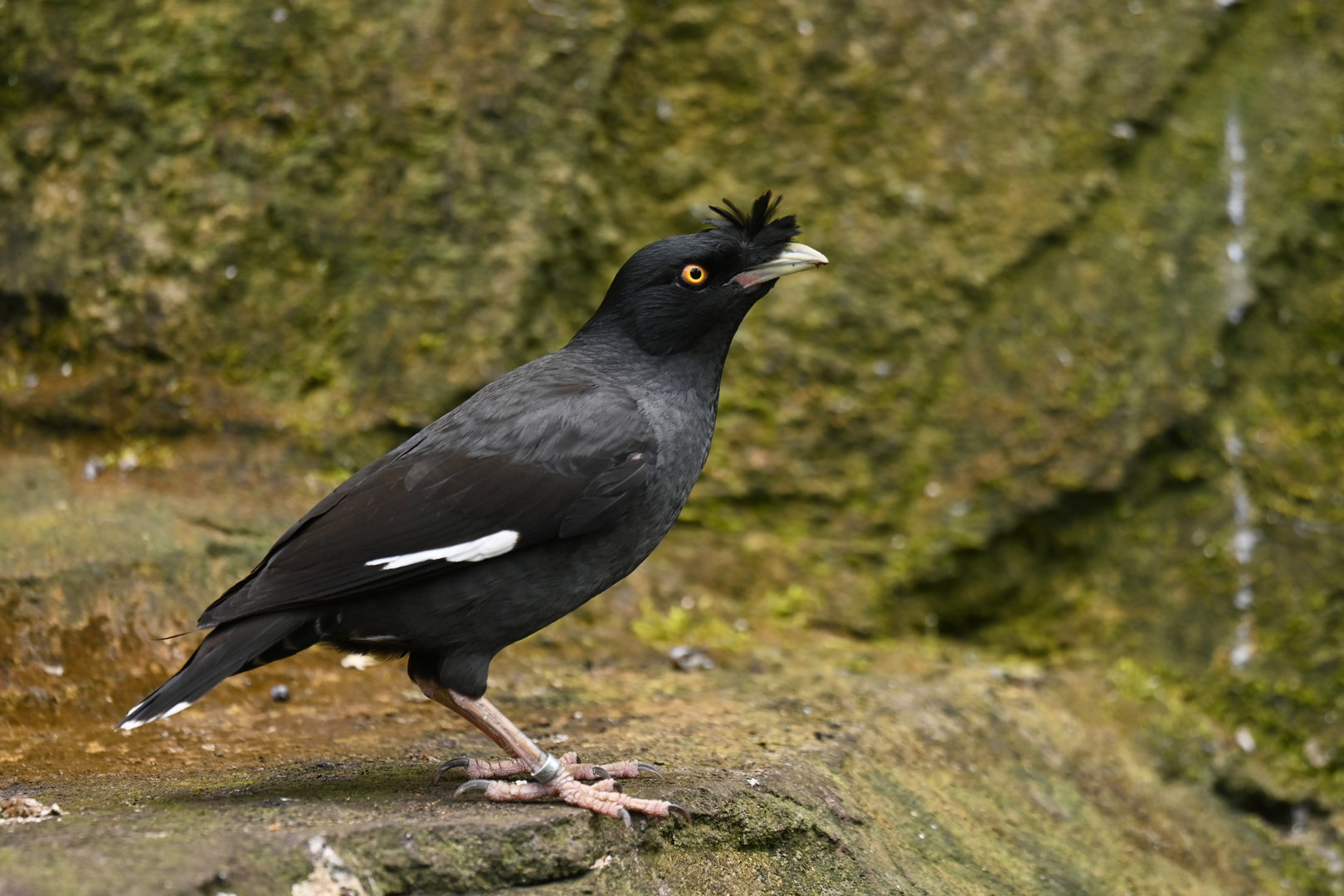 Crested Myna Acridotheres cristatellus