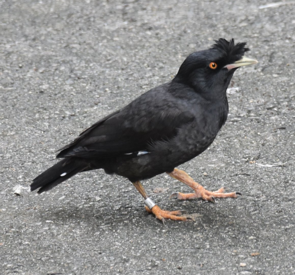 Crested Myna (Acridotheres cristatellus)