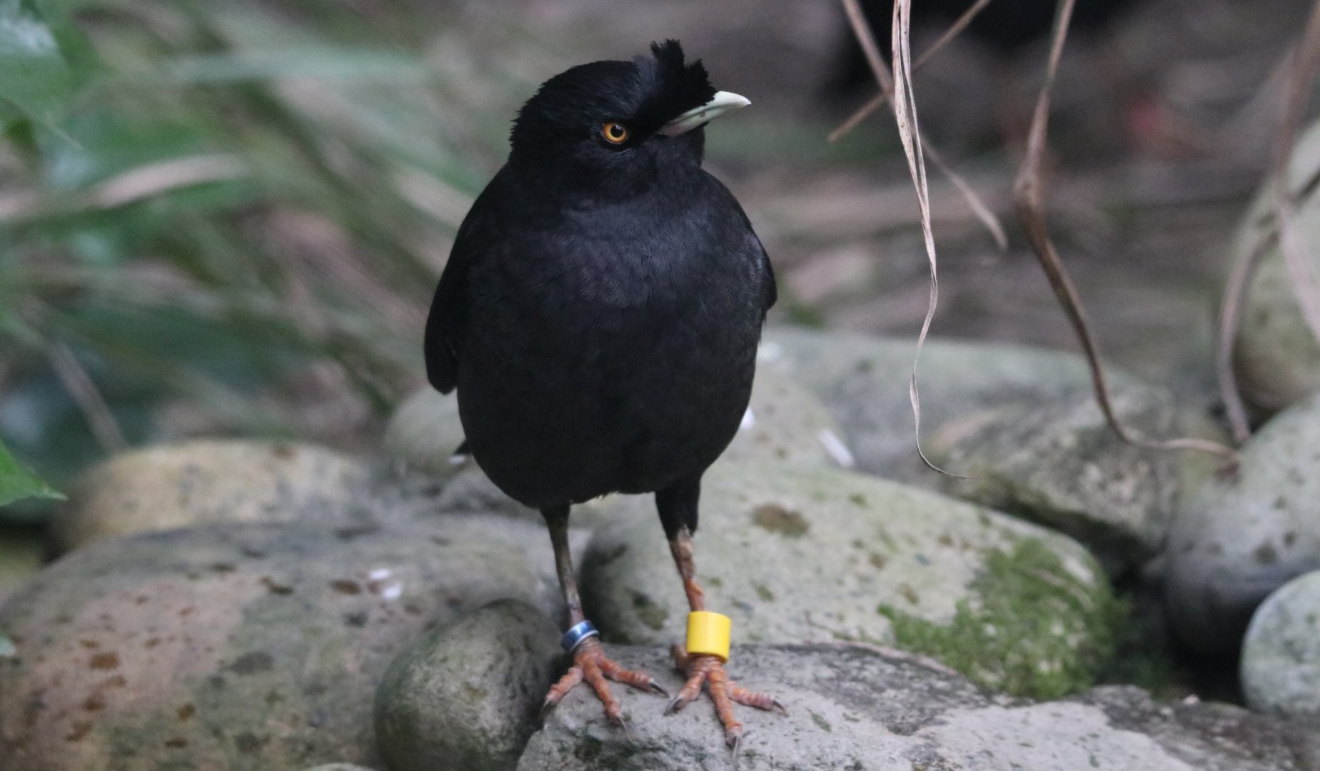 Crested Myna (Acridotheres cristatellus)