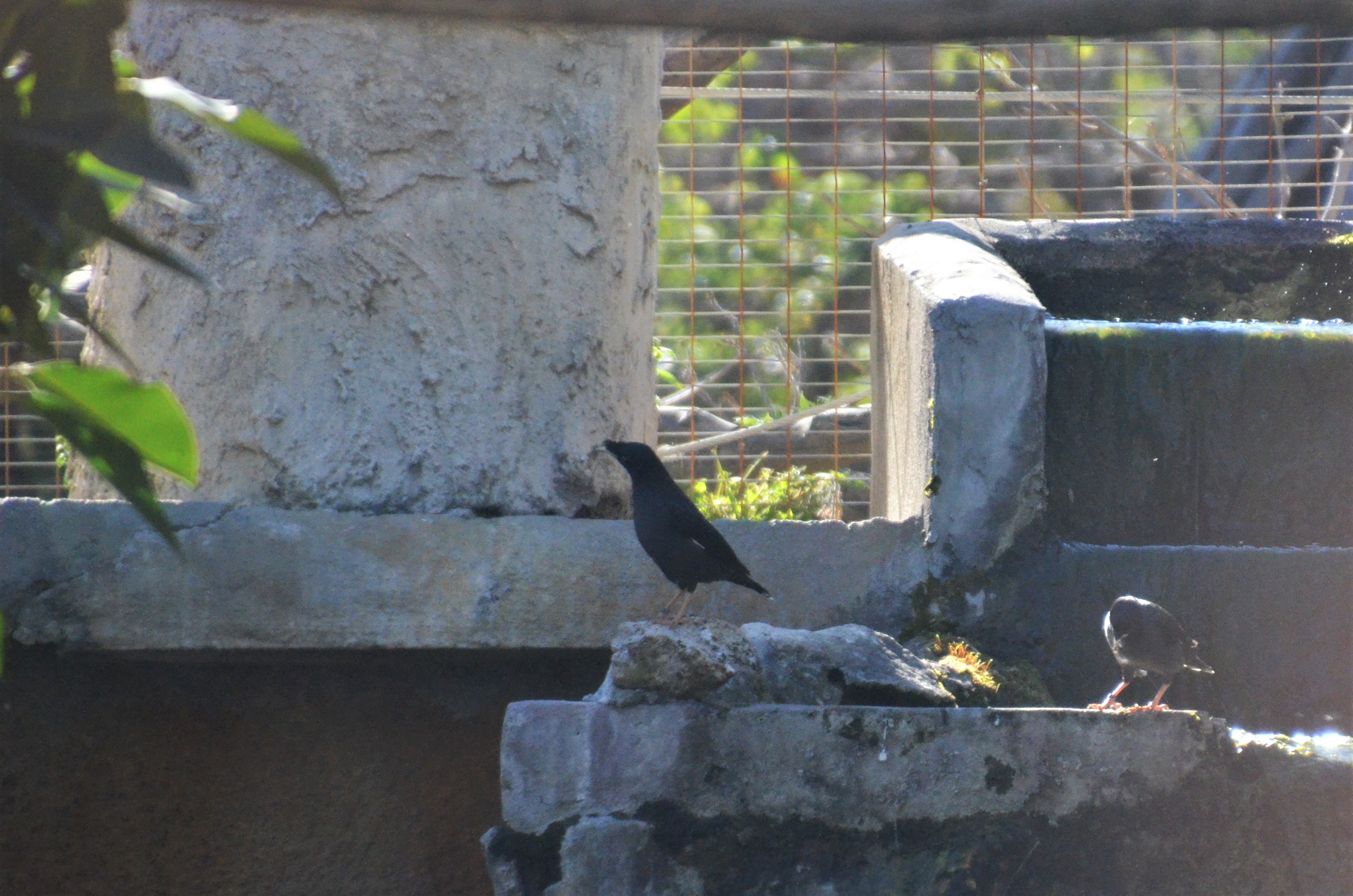 Crested Myna at Selwo Aventura, 13/03/19