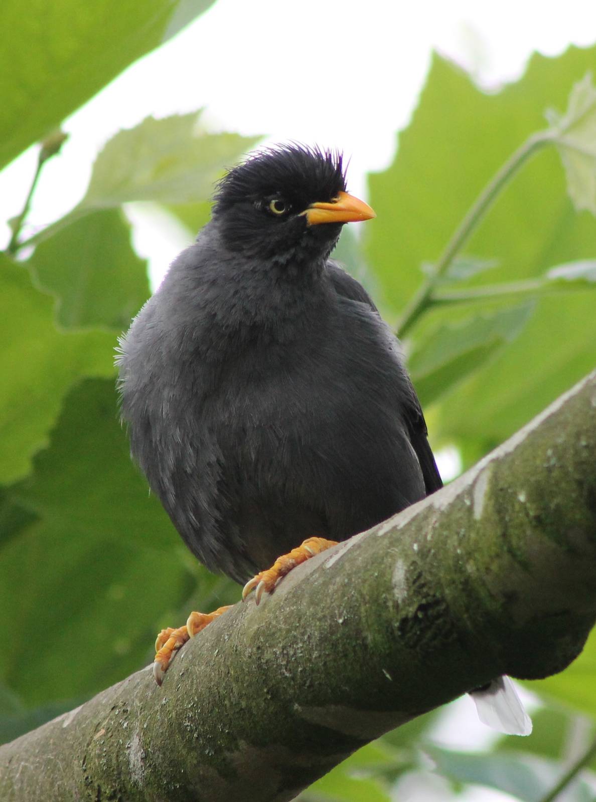 Crested myna