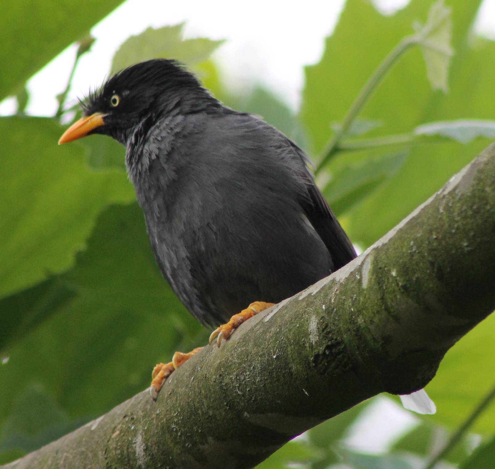 Crested myna