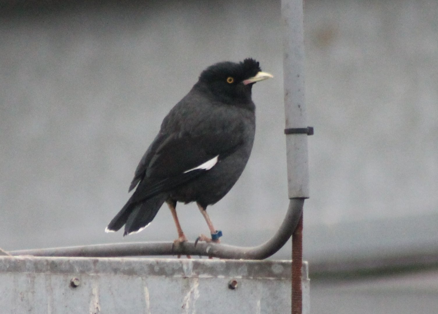 Crested myna