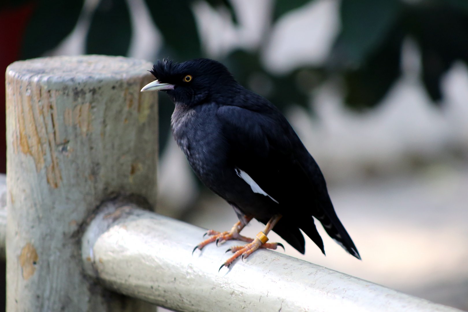 Crested Myna