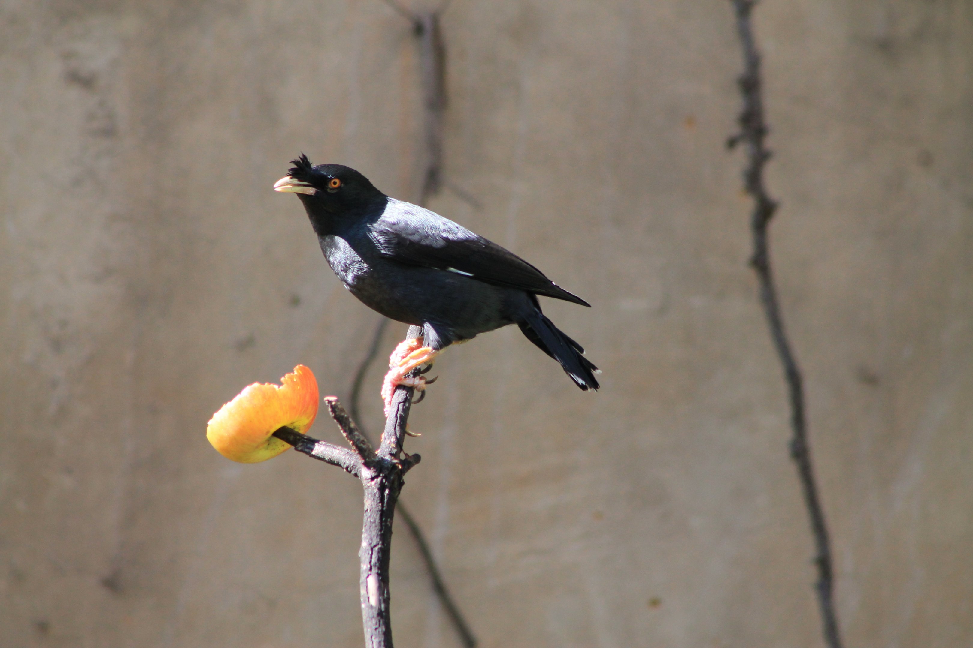 Crested Mynah (Acridotheres cristatellus)