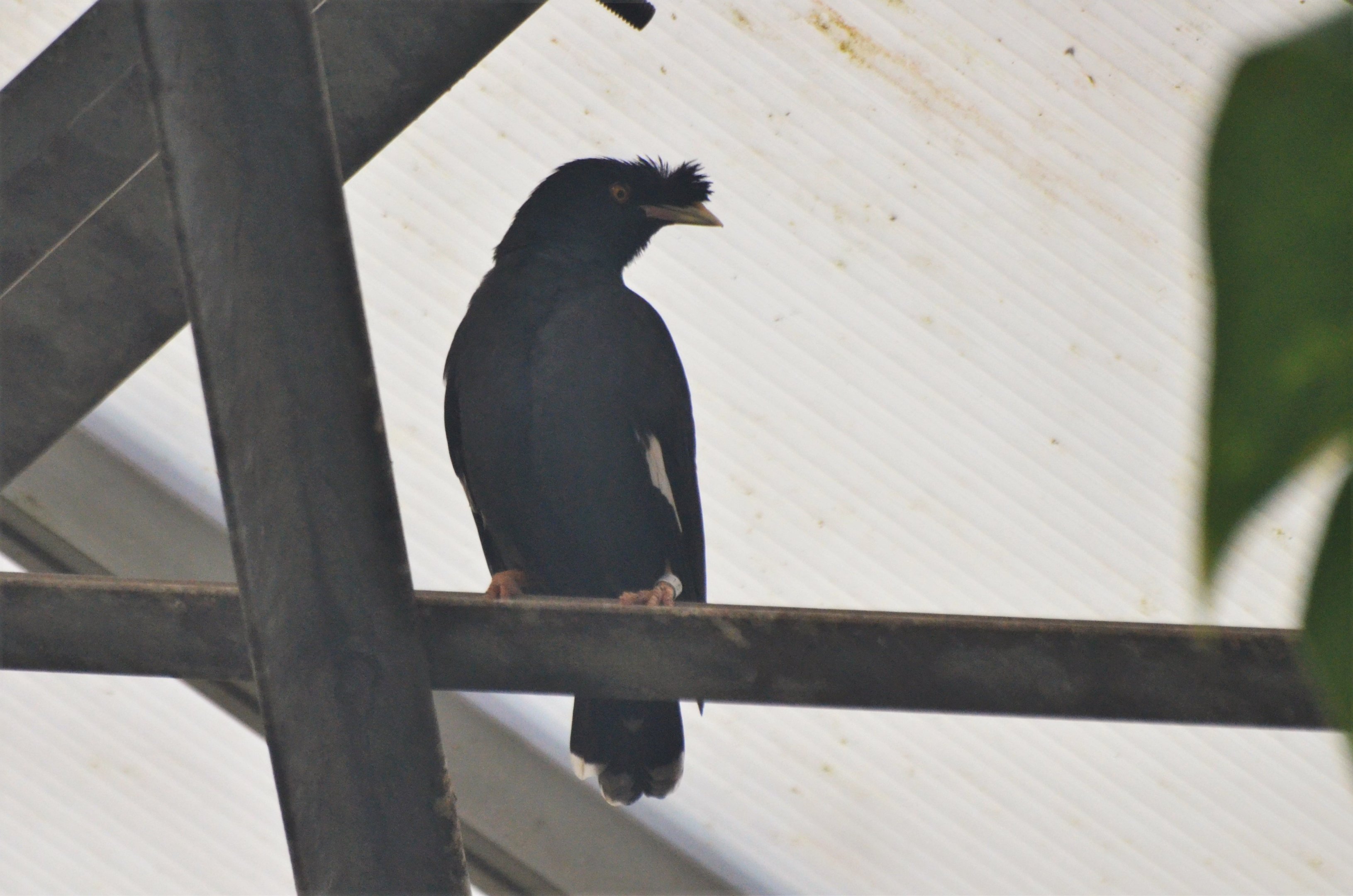 Crested Mynah at Beauval, 12/06/18