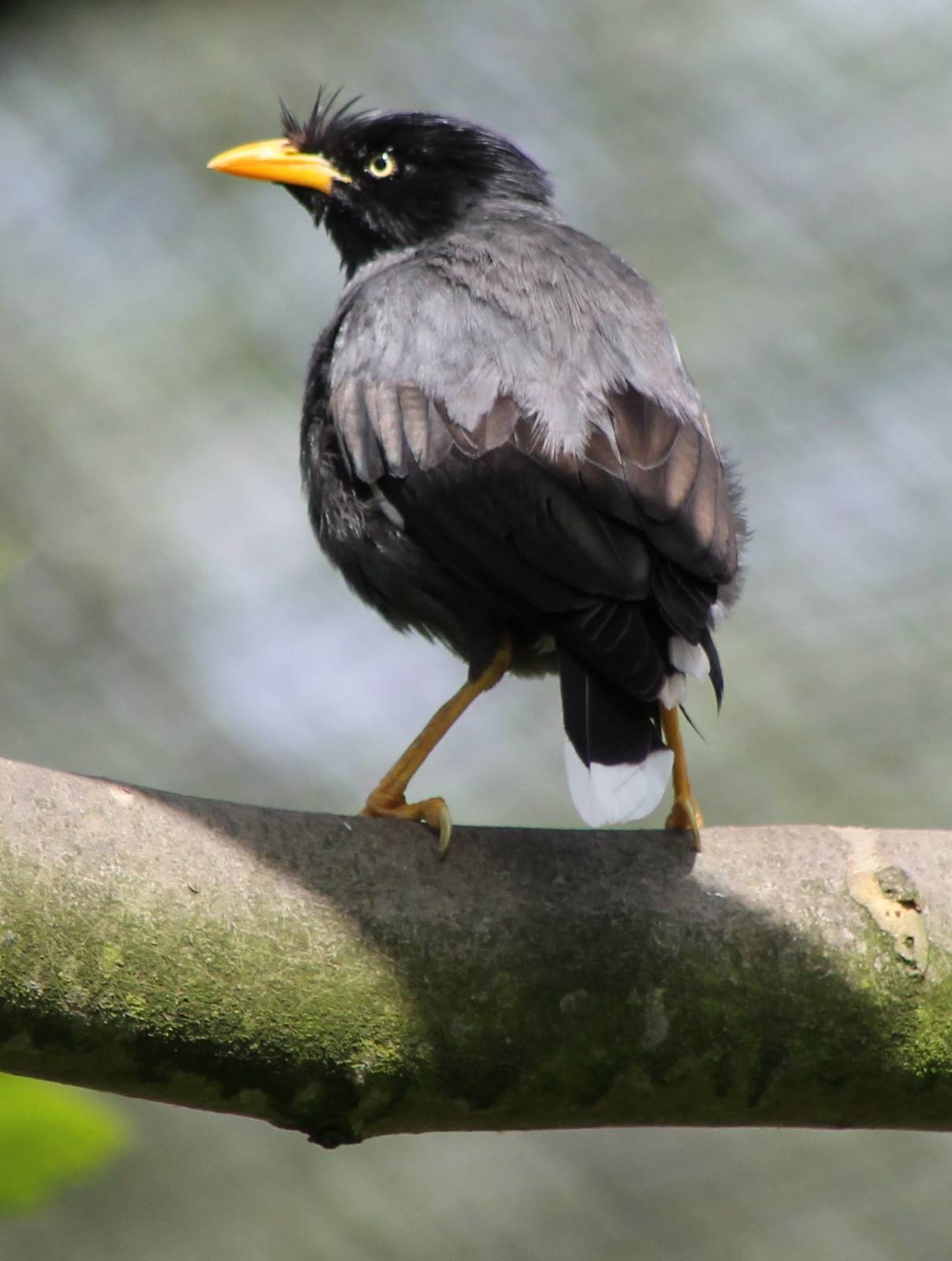 Crested mynah