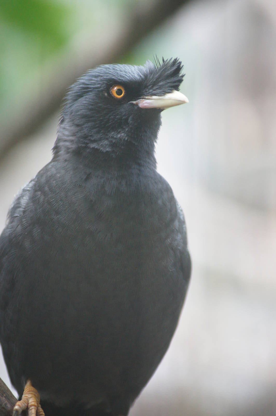 Crested mynah
