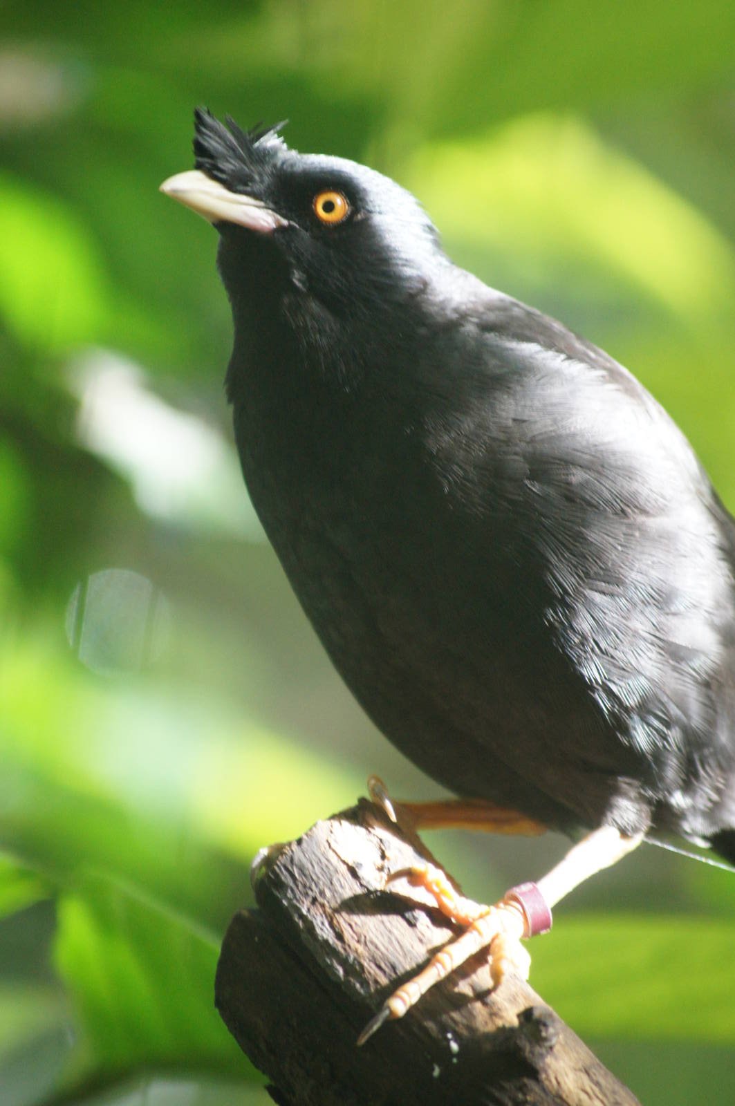 Crested Mynah
