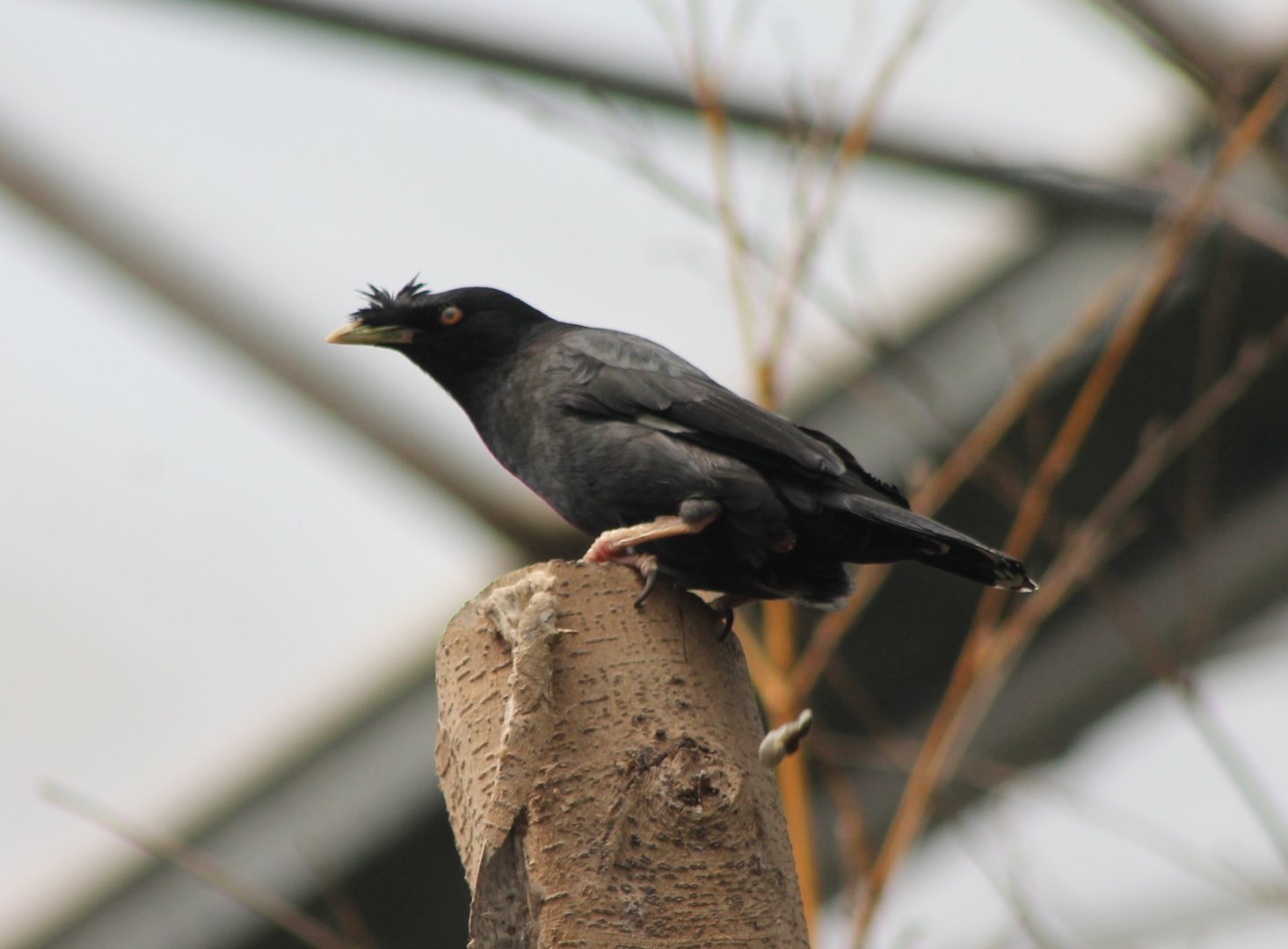 Crested mynah