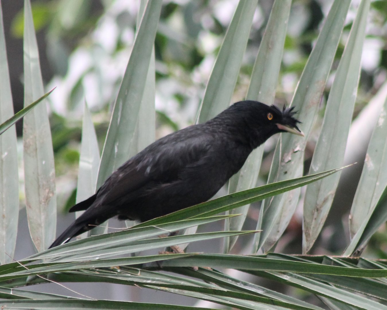 Crested mynah