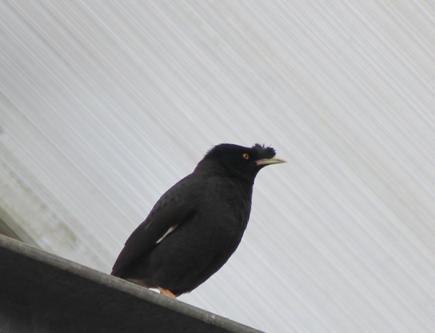 Crested mynah