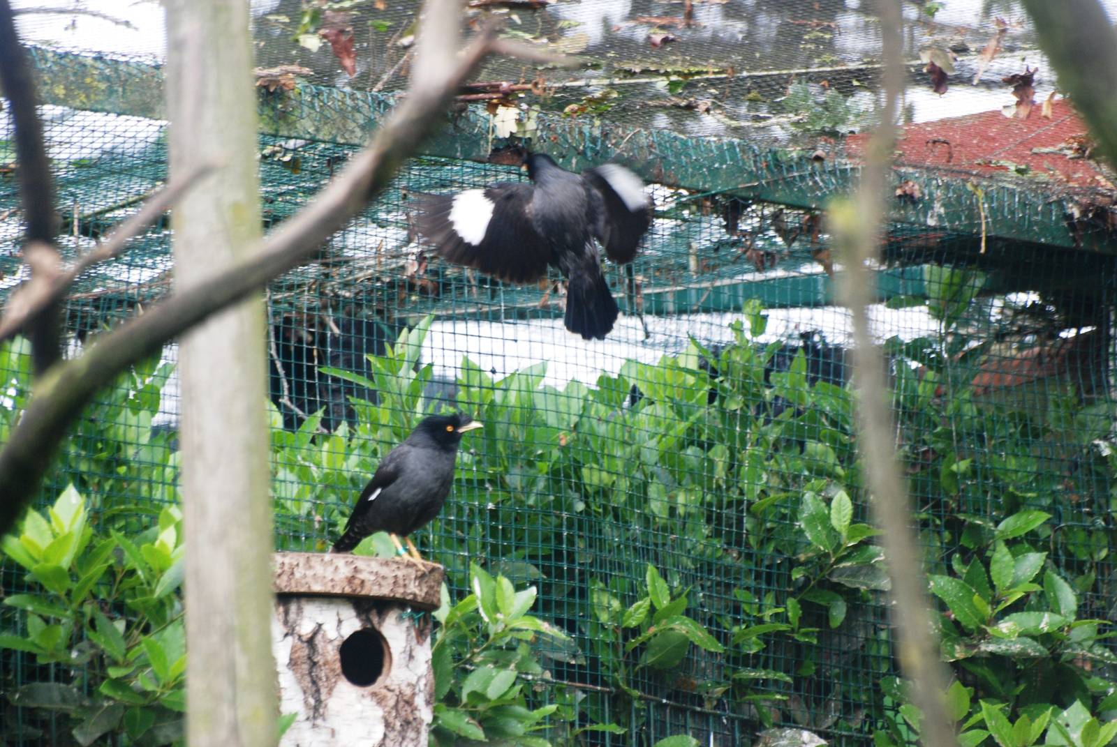 Crested Mynahs at Santillana del Mar, 13/06/15