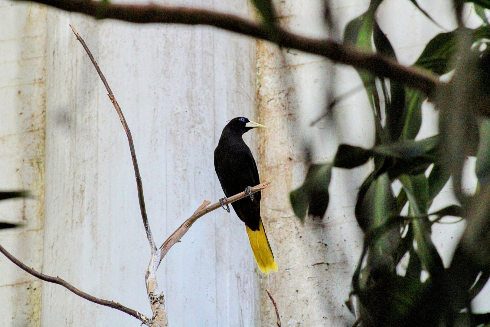 Crested Oropendola [February 16, 2022]