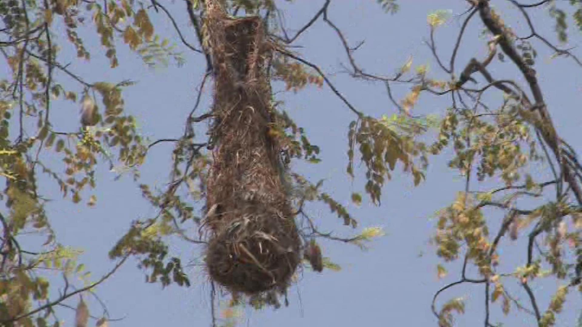 Crested oropendola hanging nest
