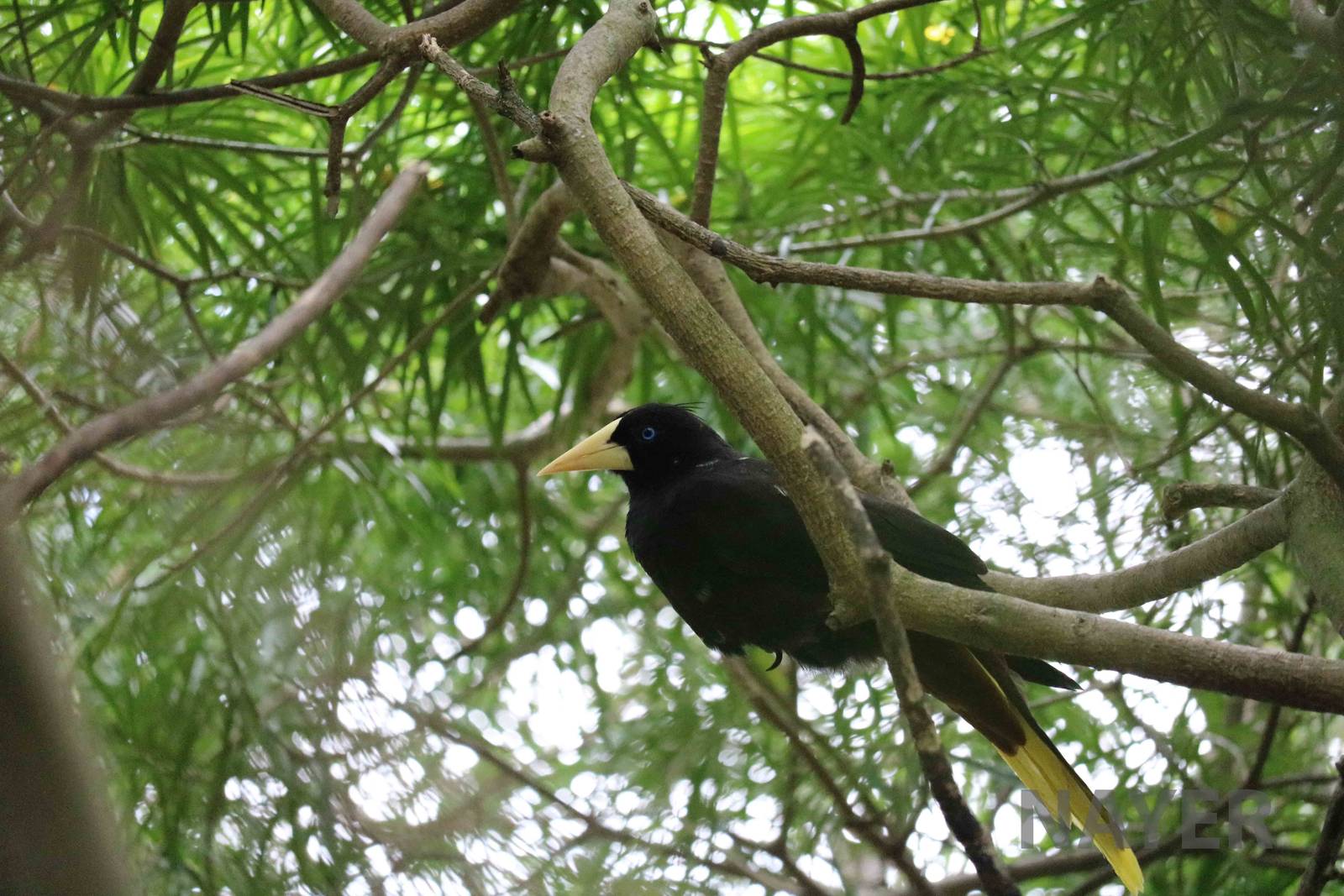 Crested oropendola, March 2016