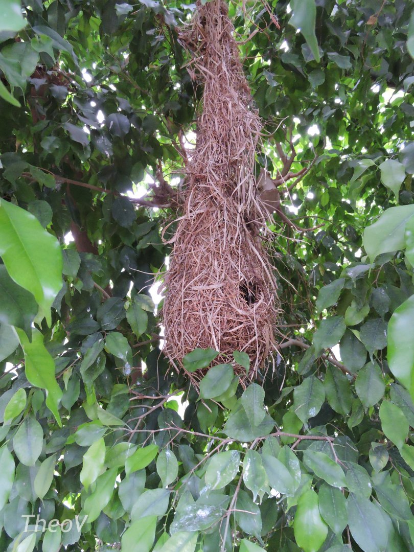 Crested oropendola nest [2017]