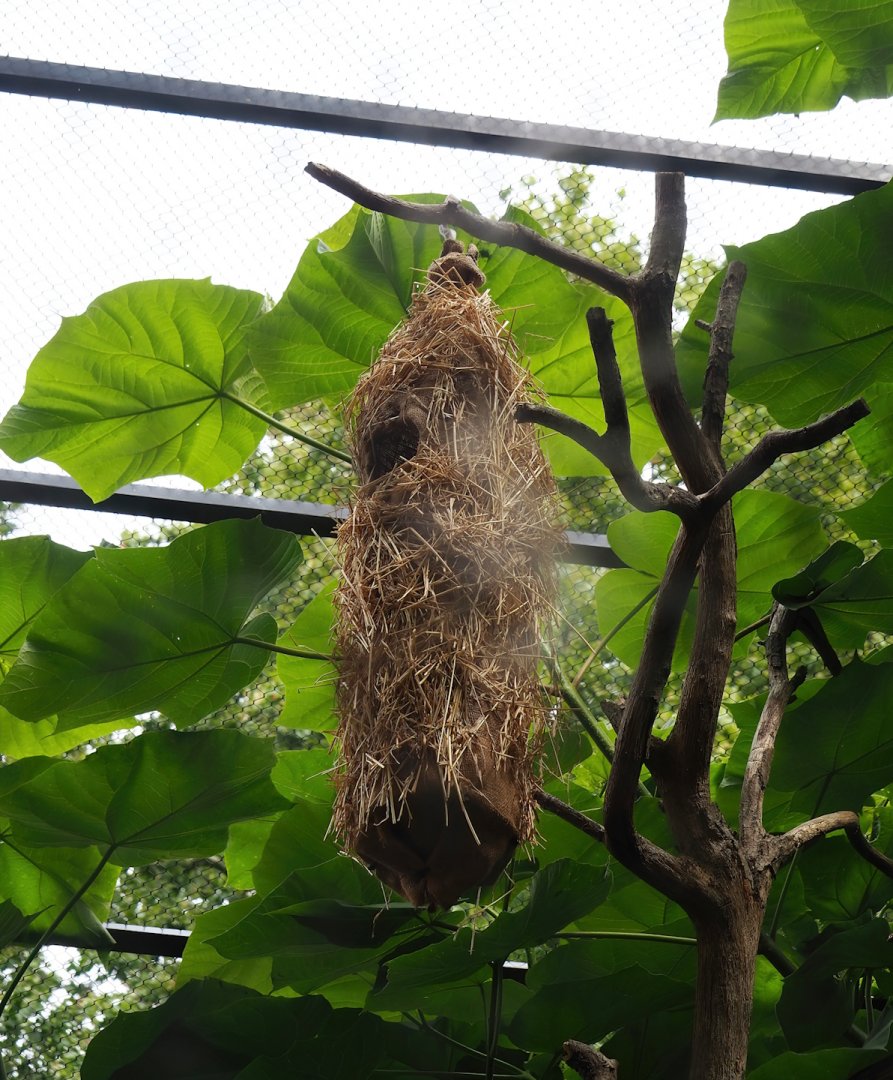 Crested oropendola nest, 2023-07-22