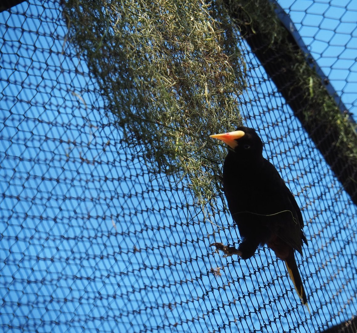 Crested oropendola (Psarocolius decumanus), 2019-04-20