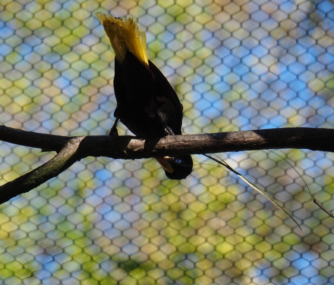 Crested oropendola (Psarocolius decumanus), 2019-04-20