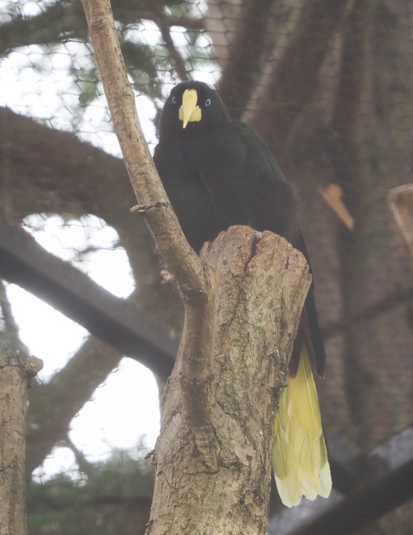 Crested oropendola (Psarocolius decumanus), 2021-06-12