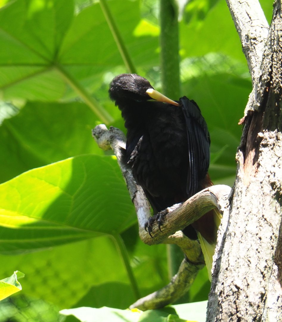 Crested oropendola (Psarocolius decumanus), 2021-07-17