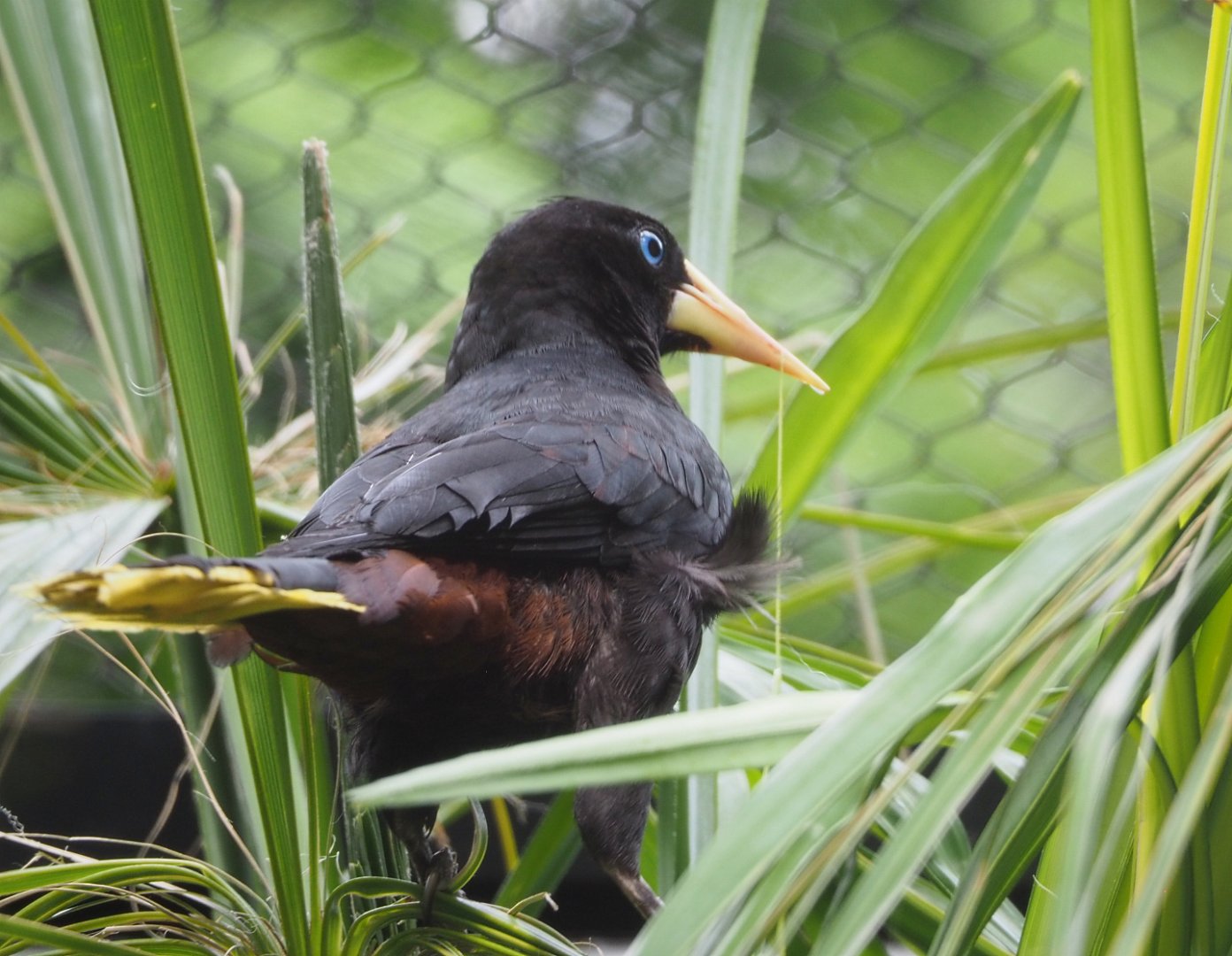 Crested oropendola (Psarocolius decumanus), 2022-05-26