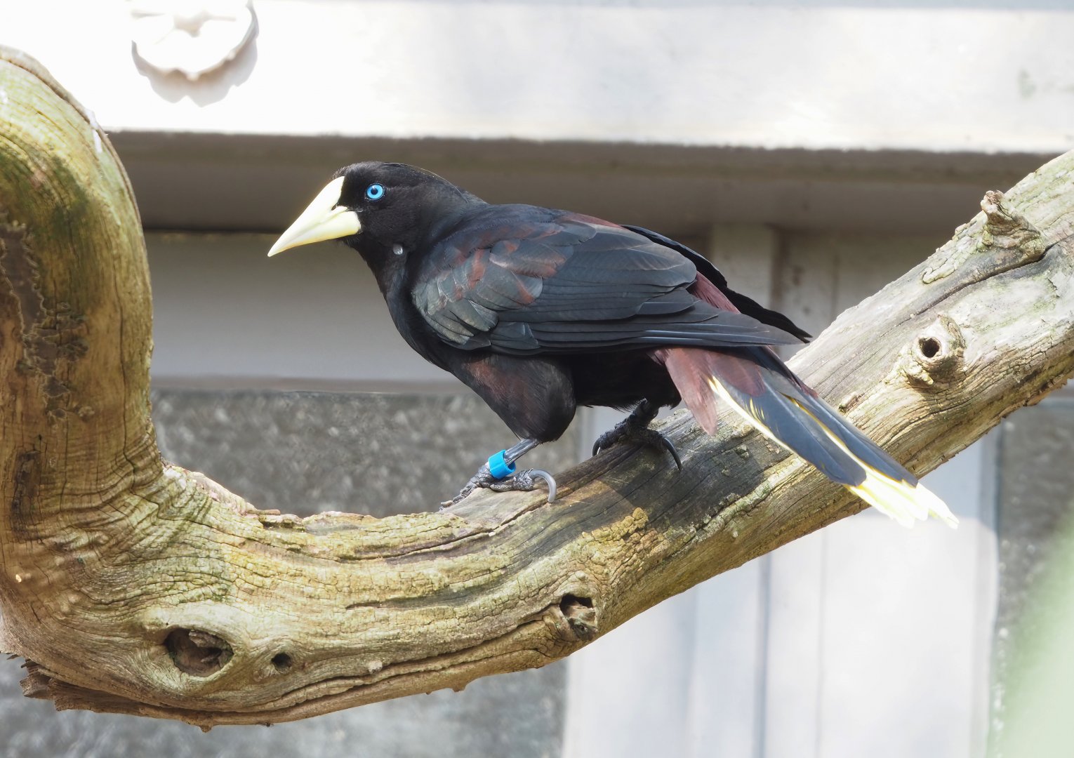 Crested oropendola (Psarocolius decumanus), 2023-04-08