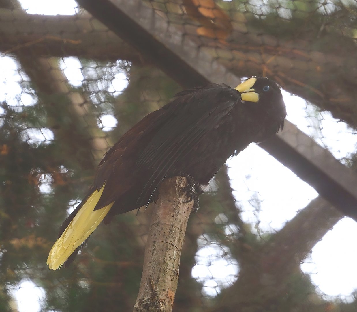 Crested oropendola (Psarocolius decumanus), 2023-07-22