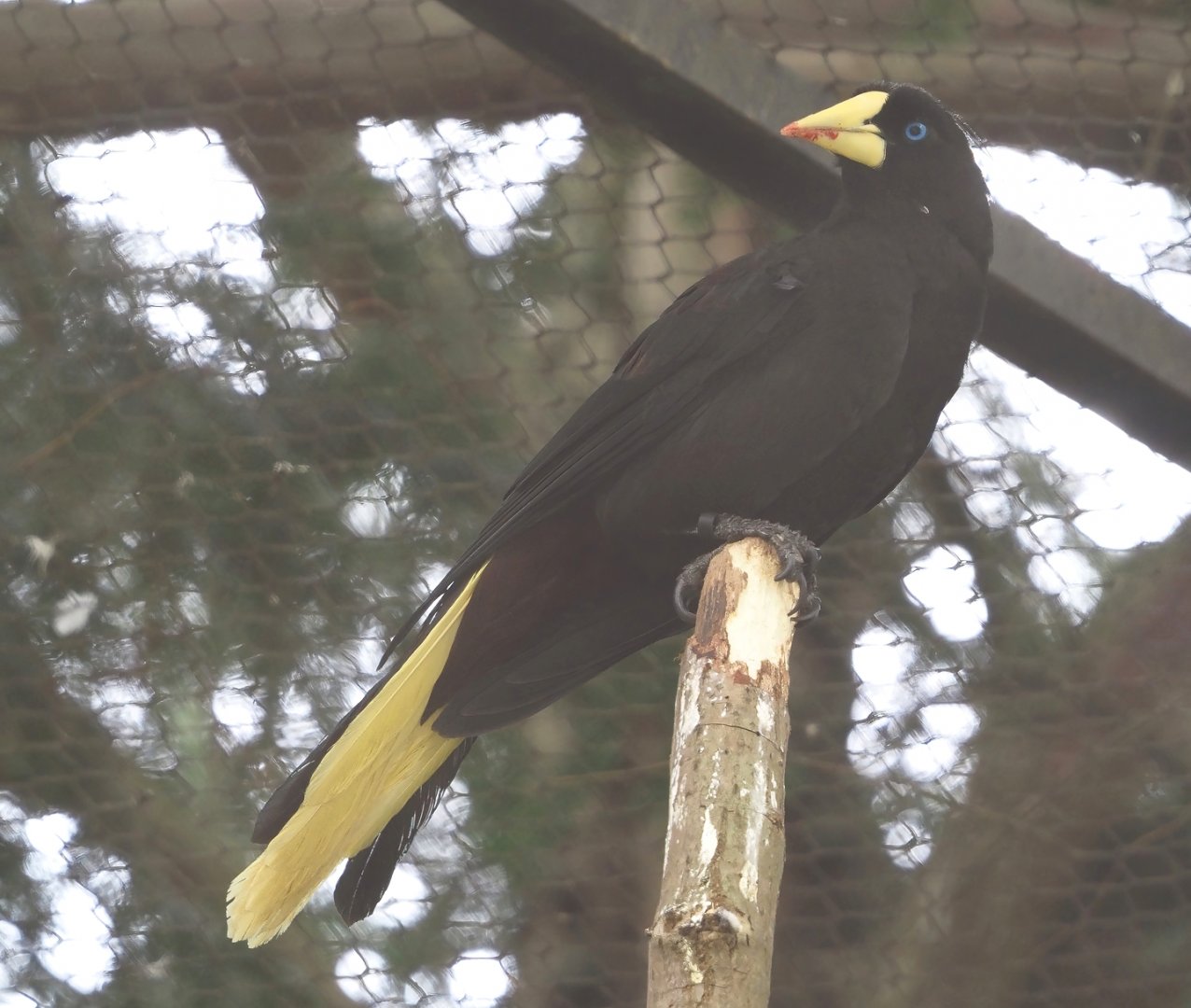 Crested oropendola (Psarocolius decumanus), 2024-03-09