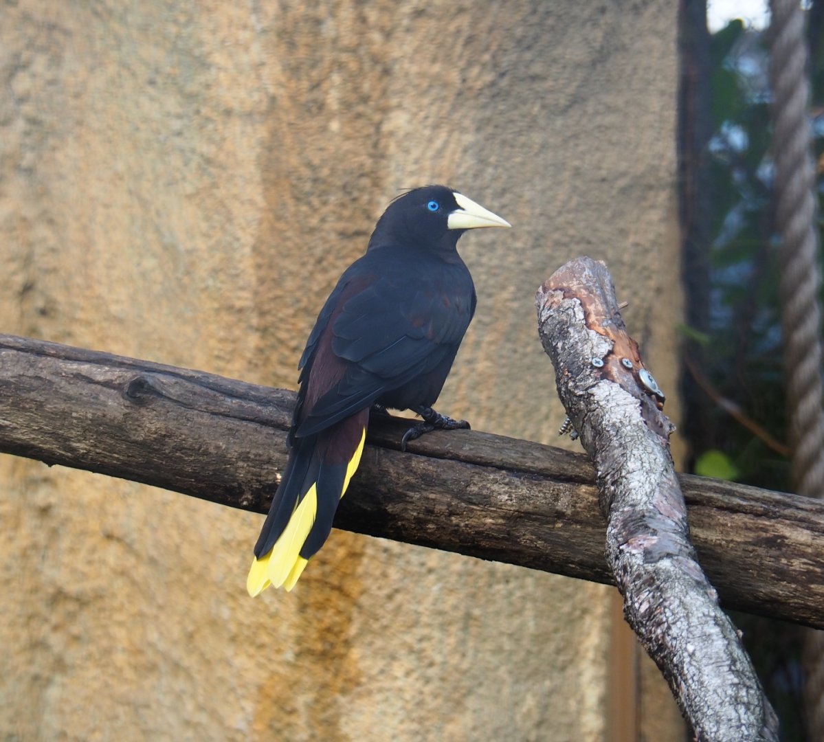 Crested oropendola (Psarocolius decumanus), Nov 10th, 2018
