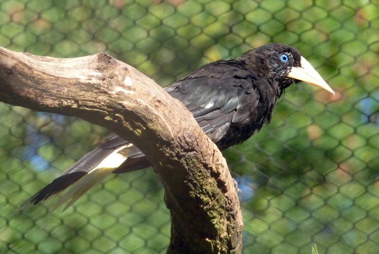 Crested oropendola (Psarocolius decumanus)