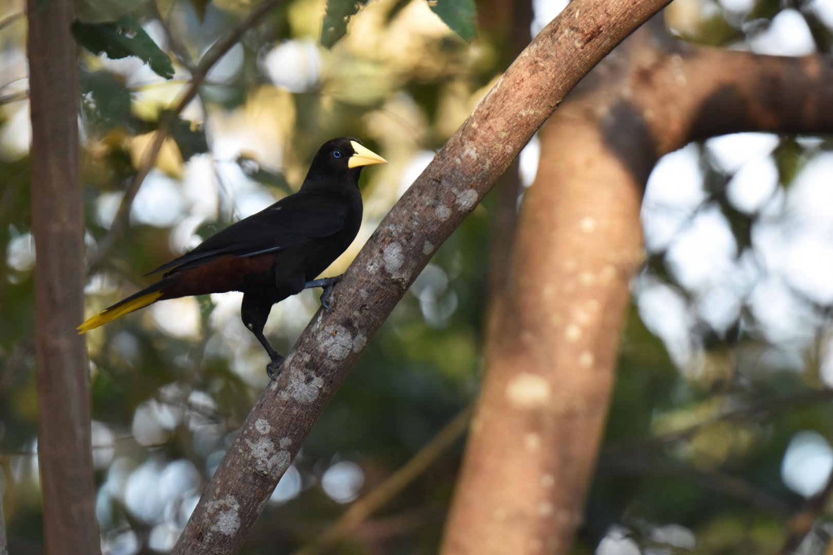 Crested Oropendola (Psarocolius decumanus)