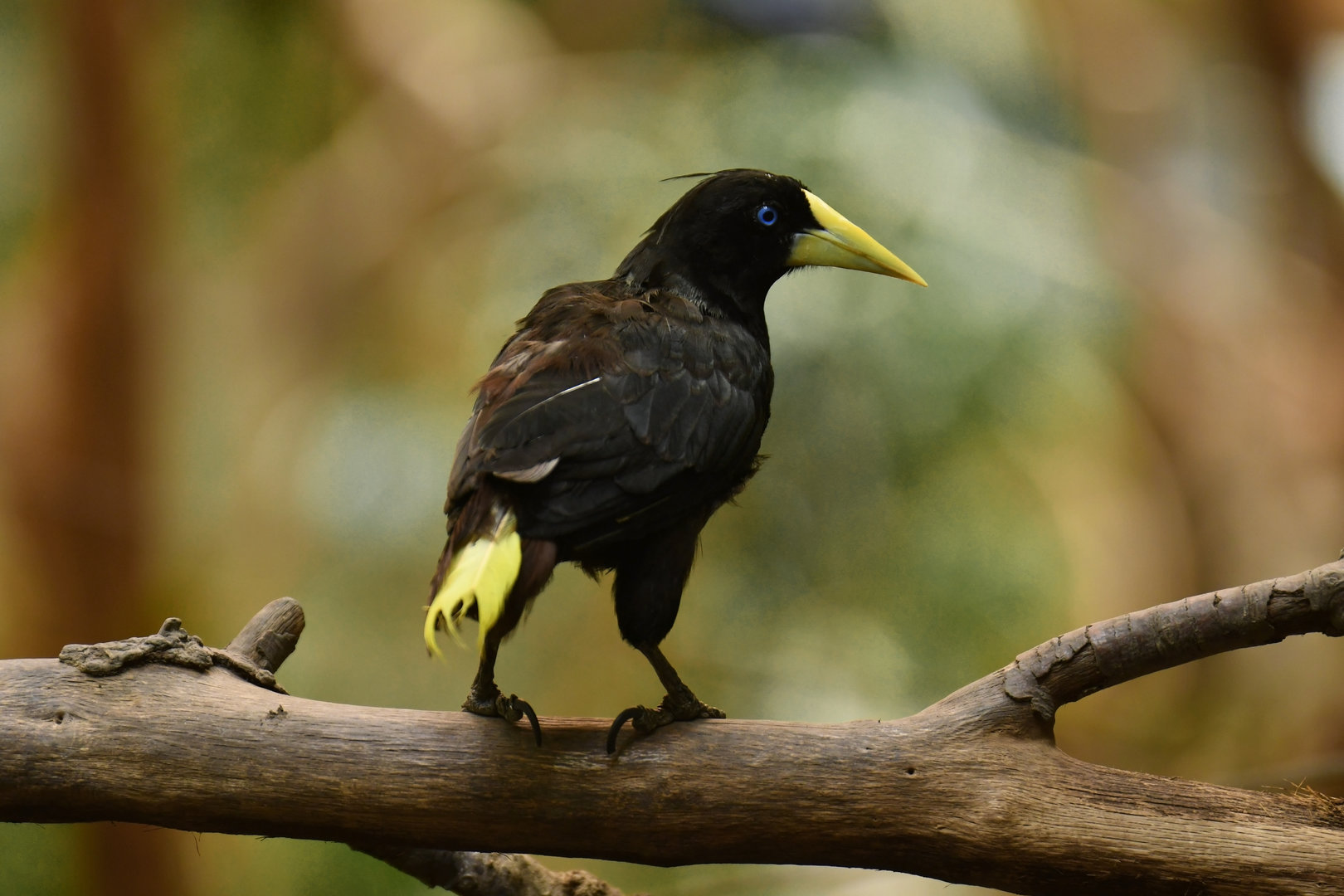 Crested Oropendola Psarocolius decumanus