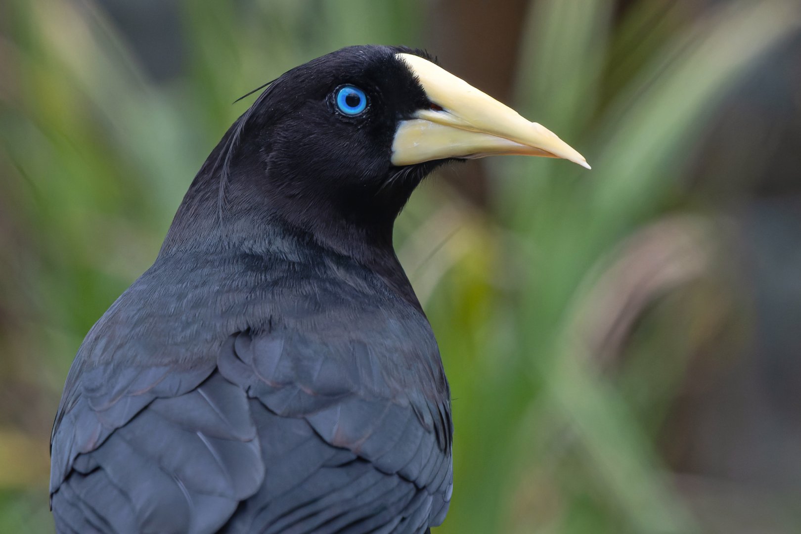 Crested oropendola (Psarocolius decumanus)