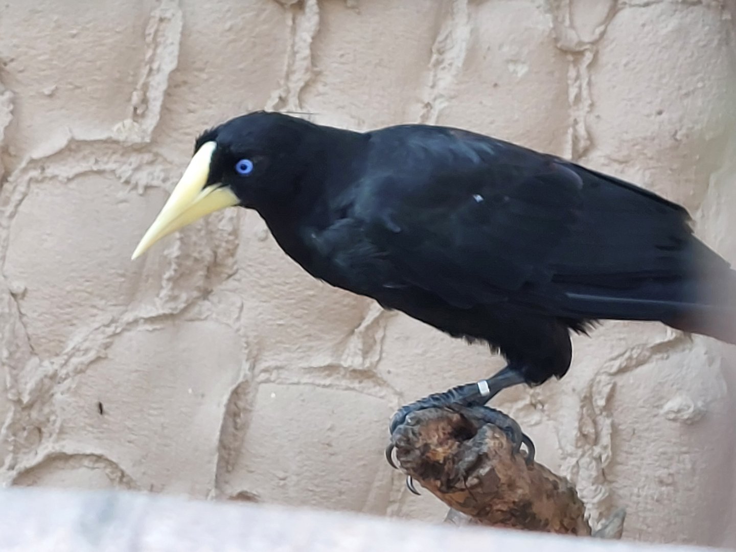 Crested oropendola (Psarocolius decumanus)