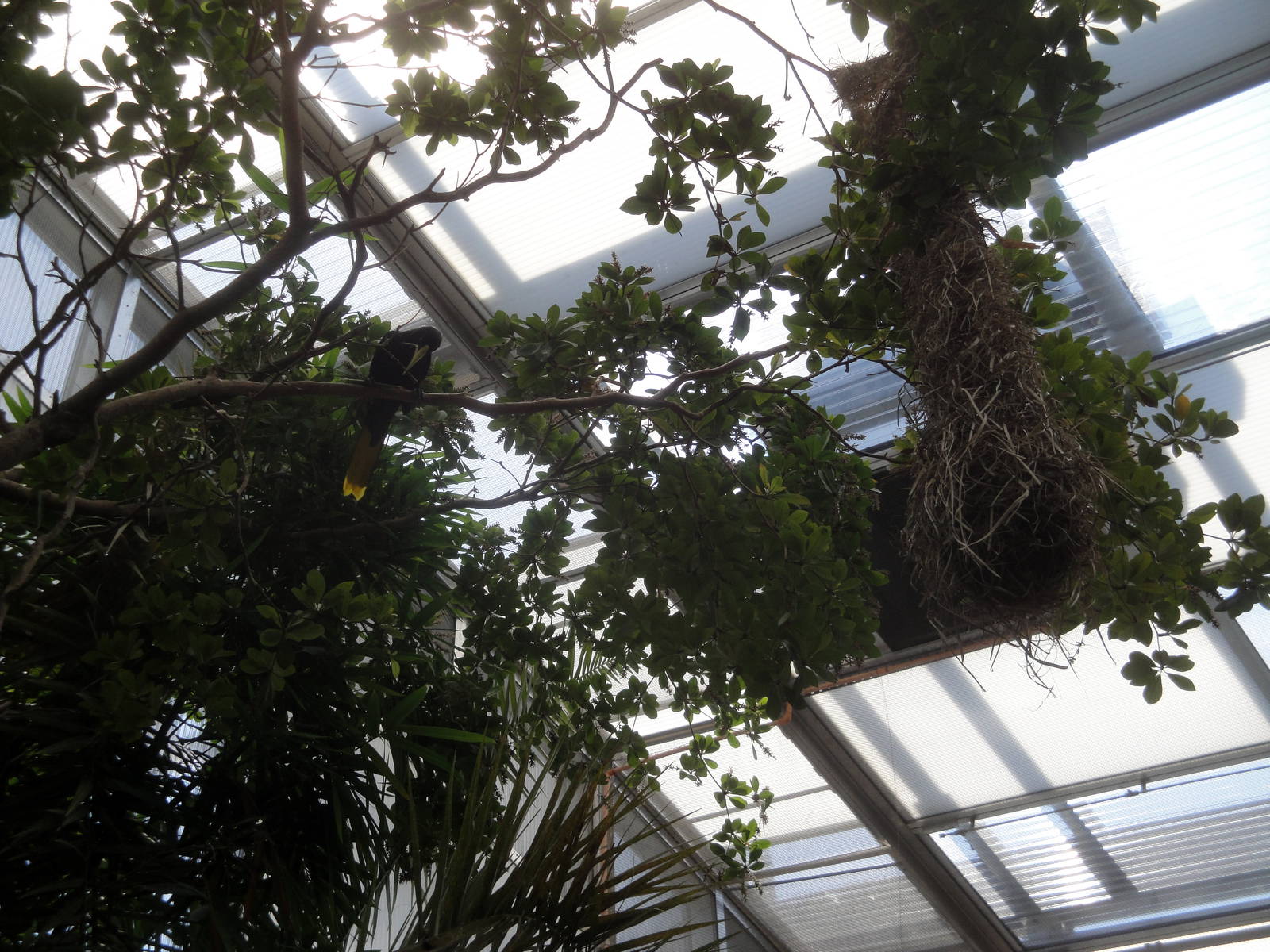 Crested Oropendola with Nest