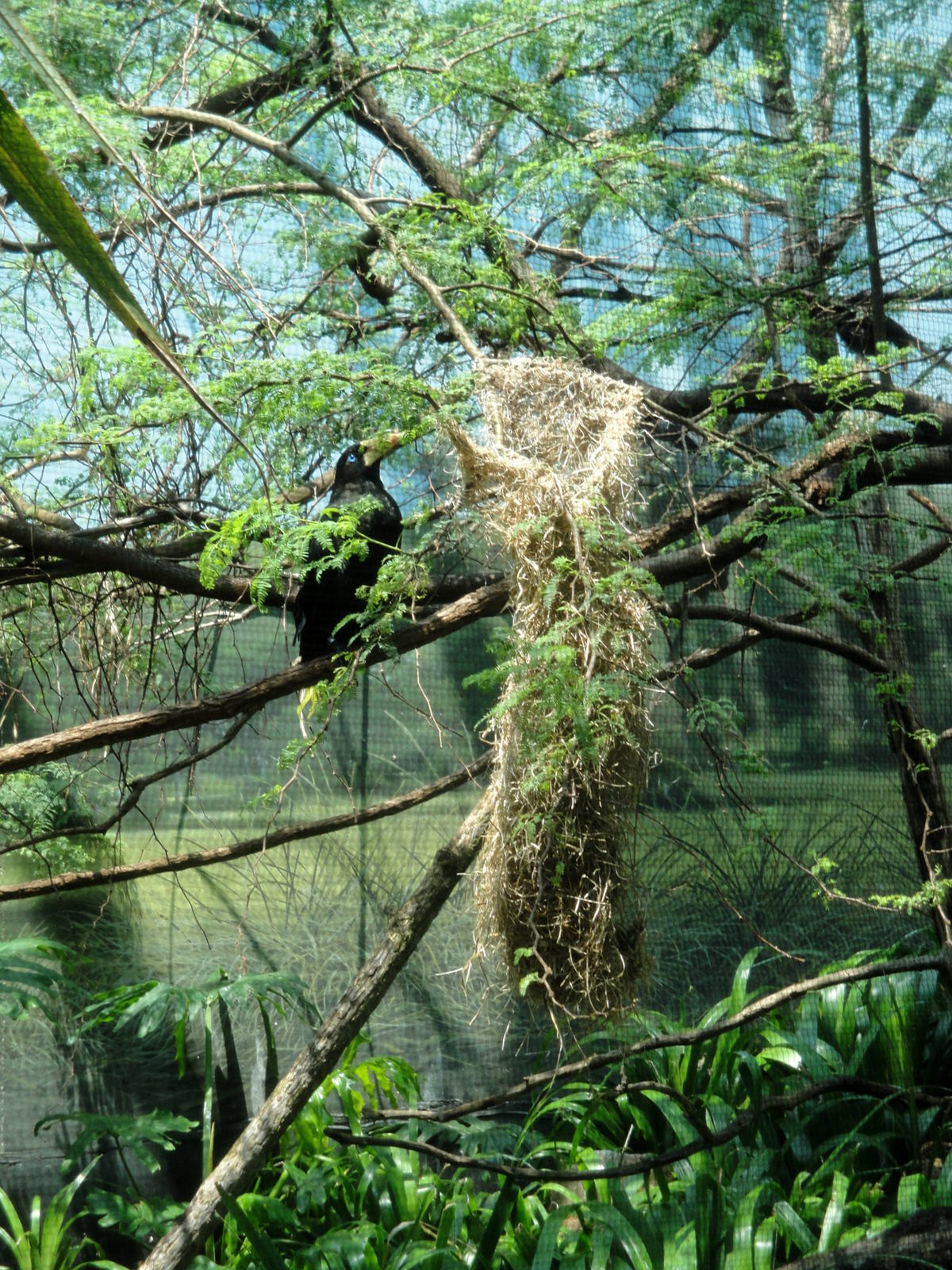 Crested Oropendola with Nest