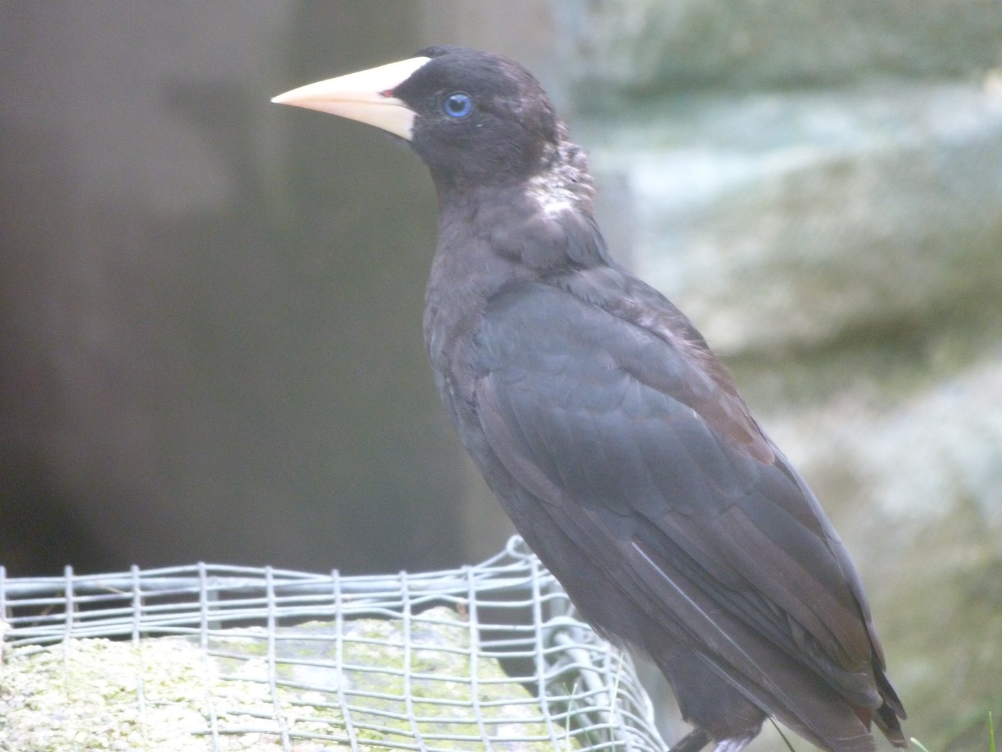 Crested oropendola -Zoo Praha (2025)