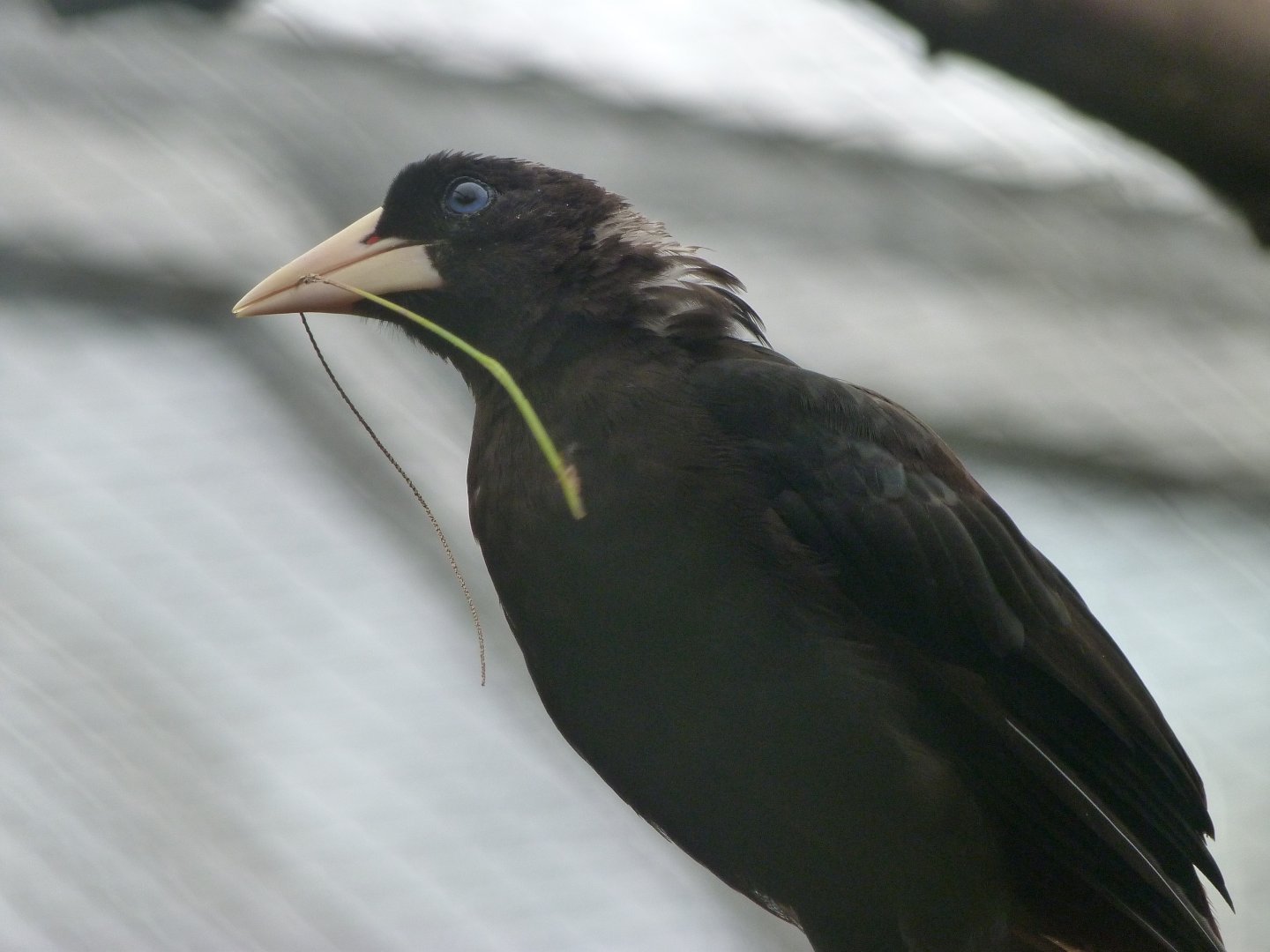 Crested oropendola -Zoo Praha (2025)