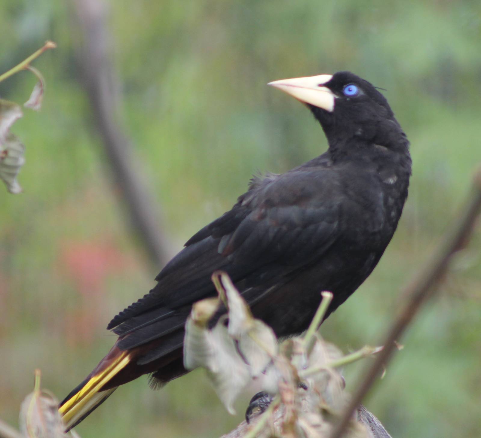 Crested oropendola