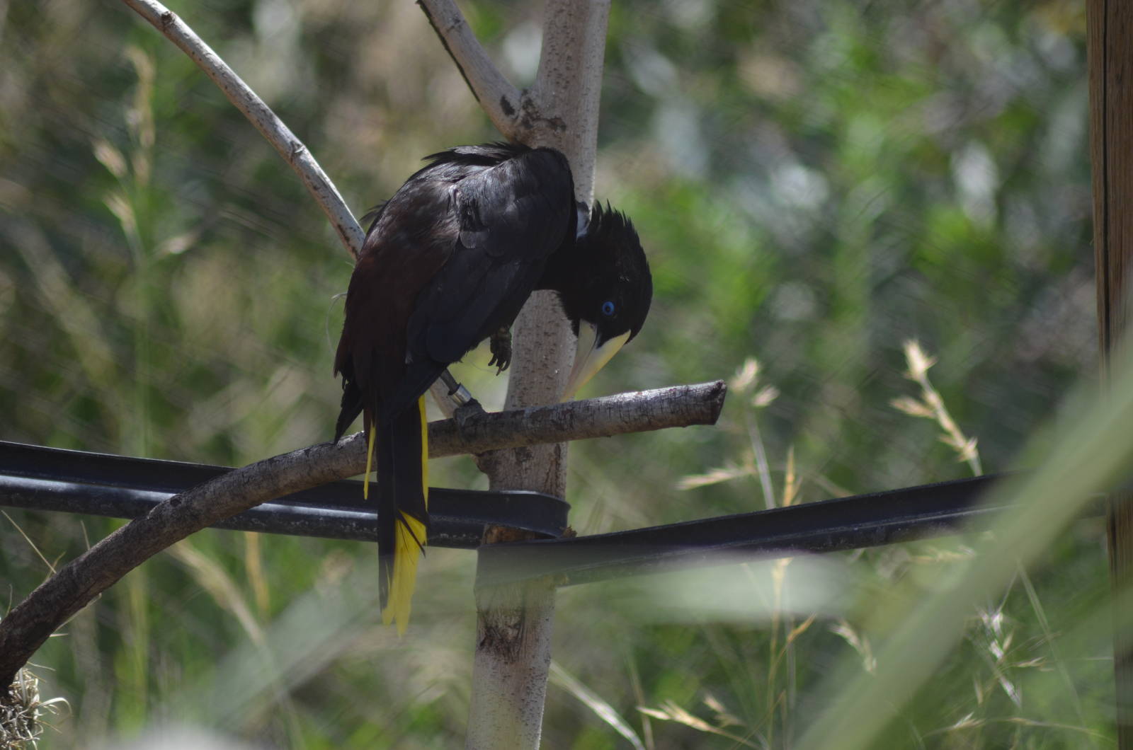 Crested Oropendola
