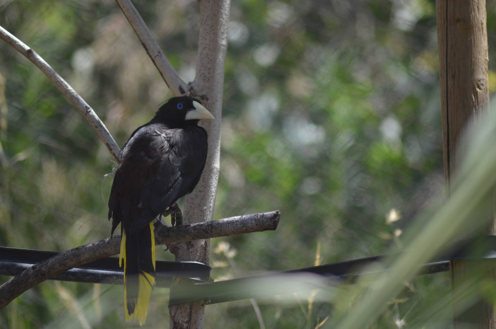 Crested Oropendola