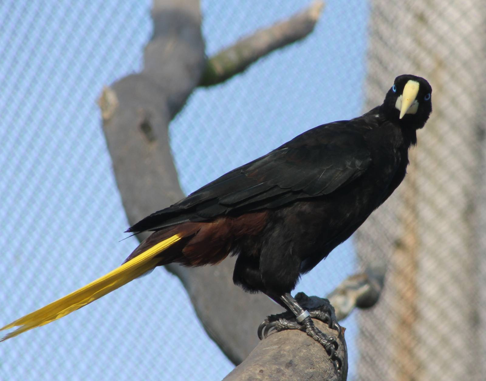 Crested oropendola