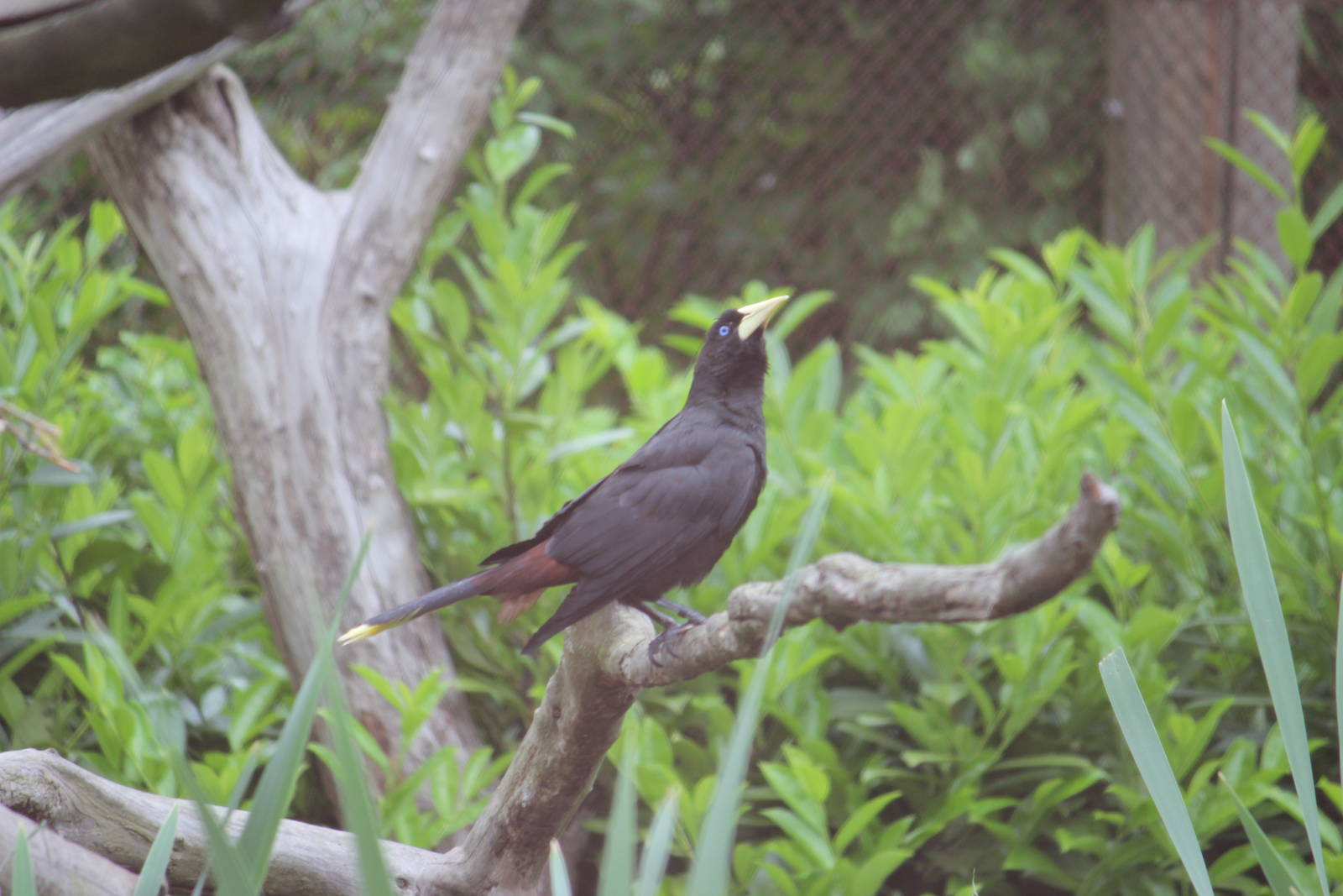 Crested oropendola