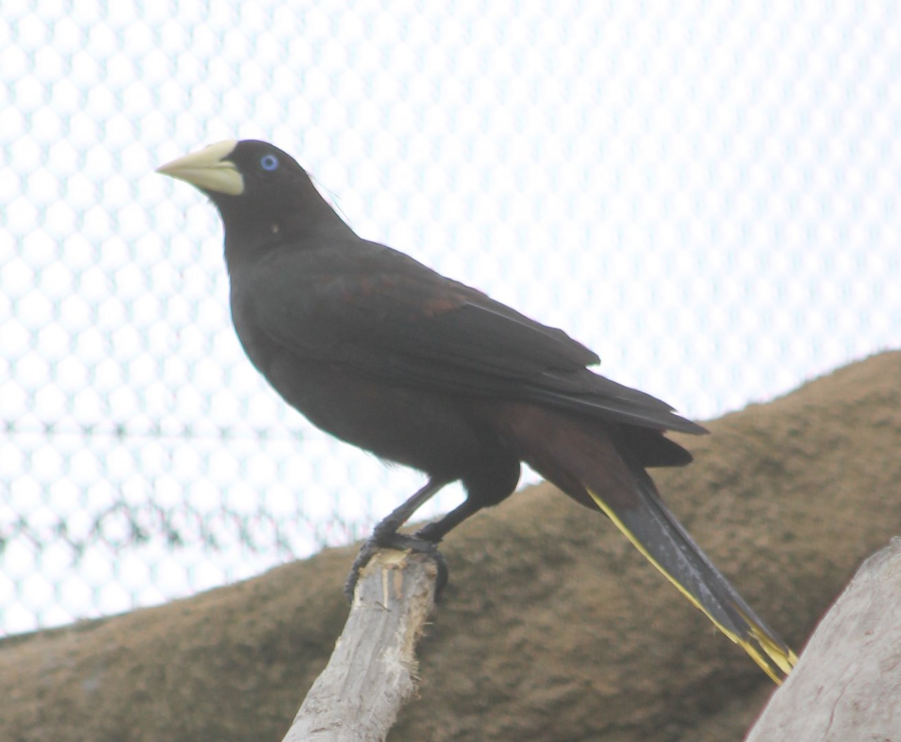 Crested oropendola