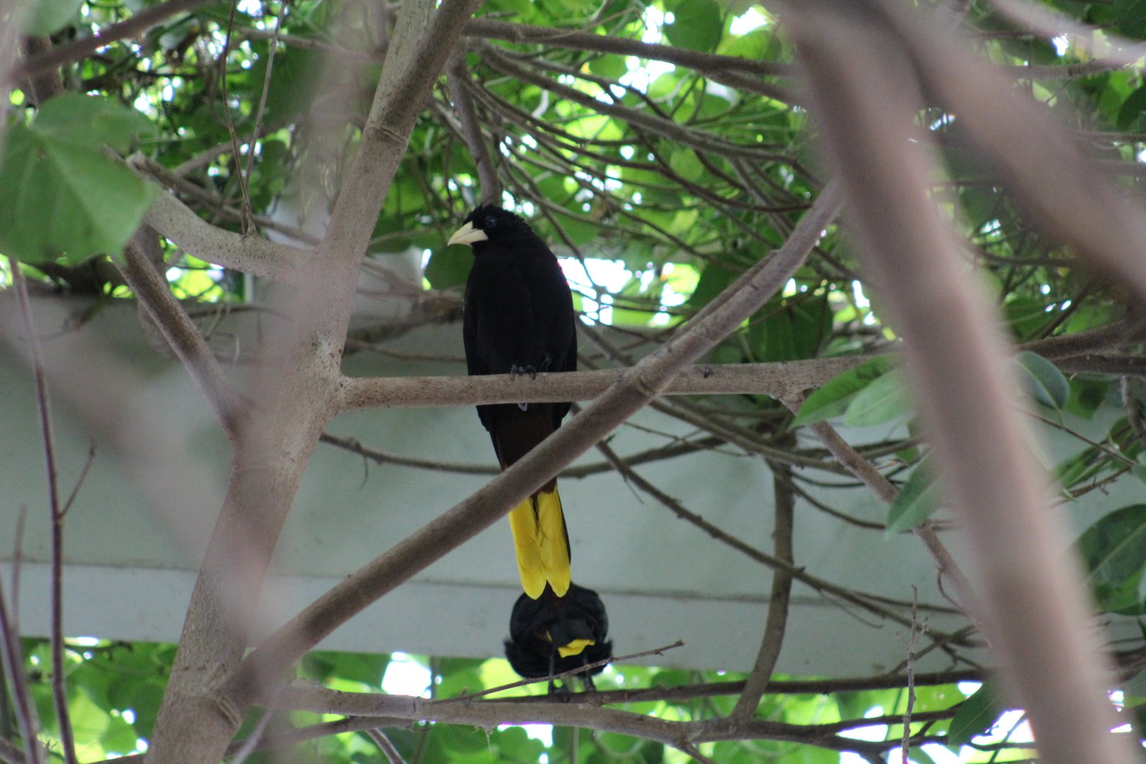 Crested Oropendola