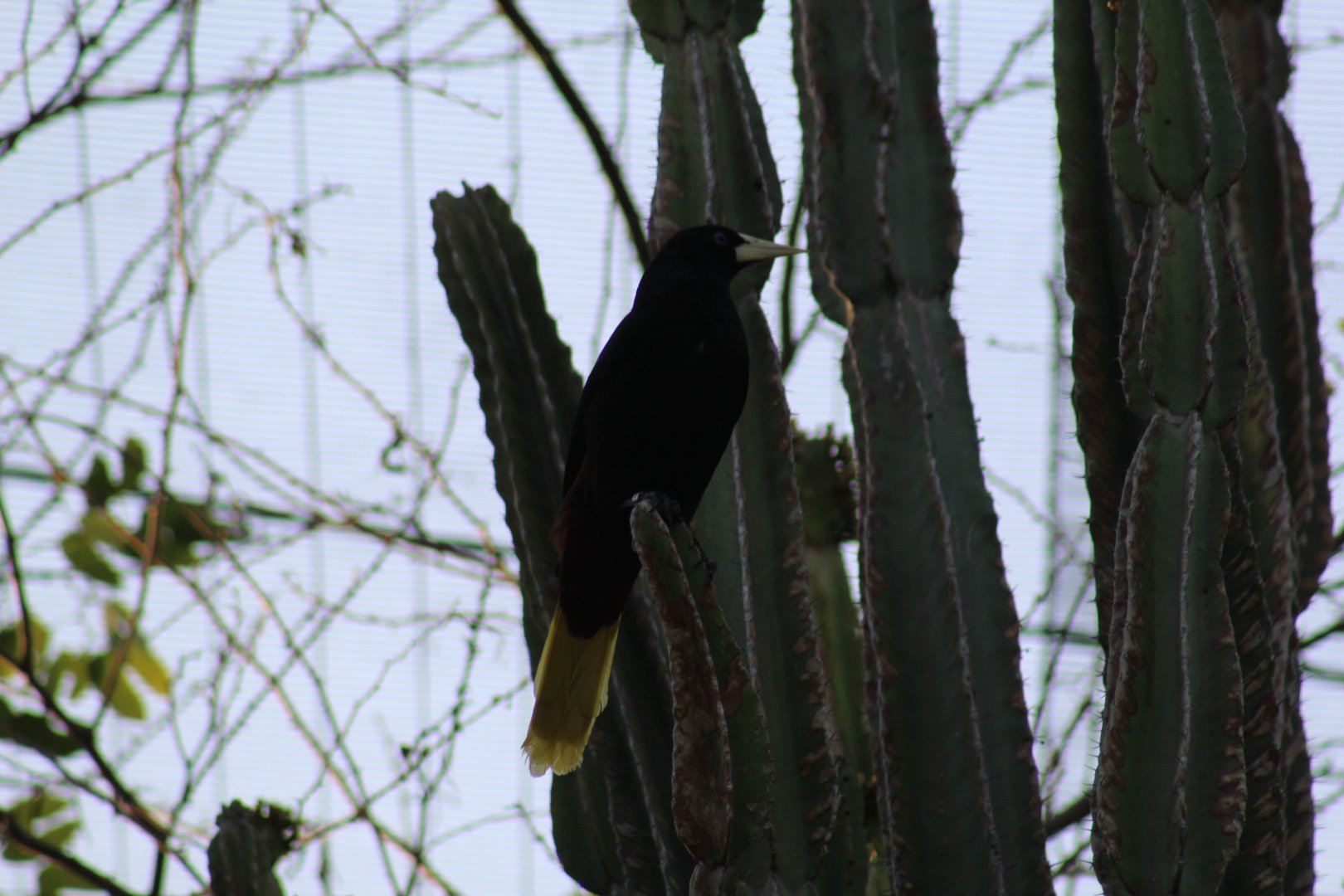 Crested Oropendola