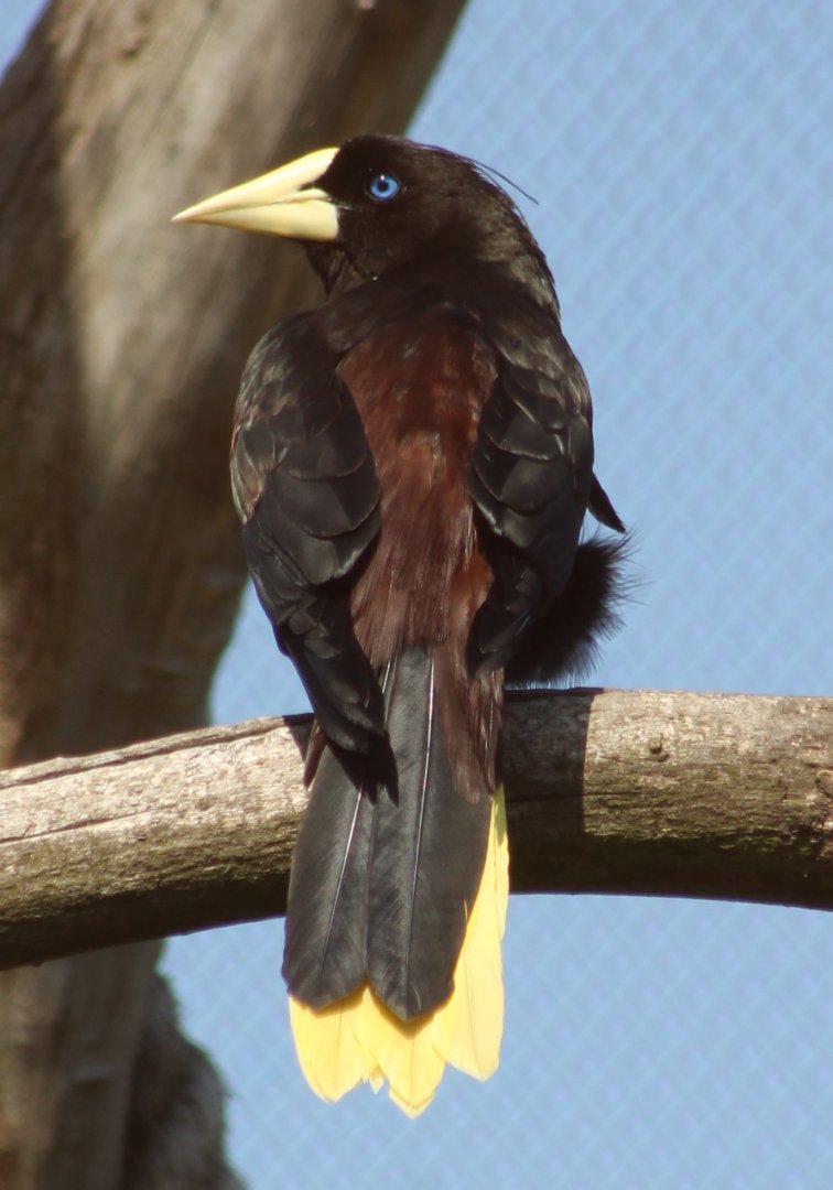 Crested oropendola