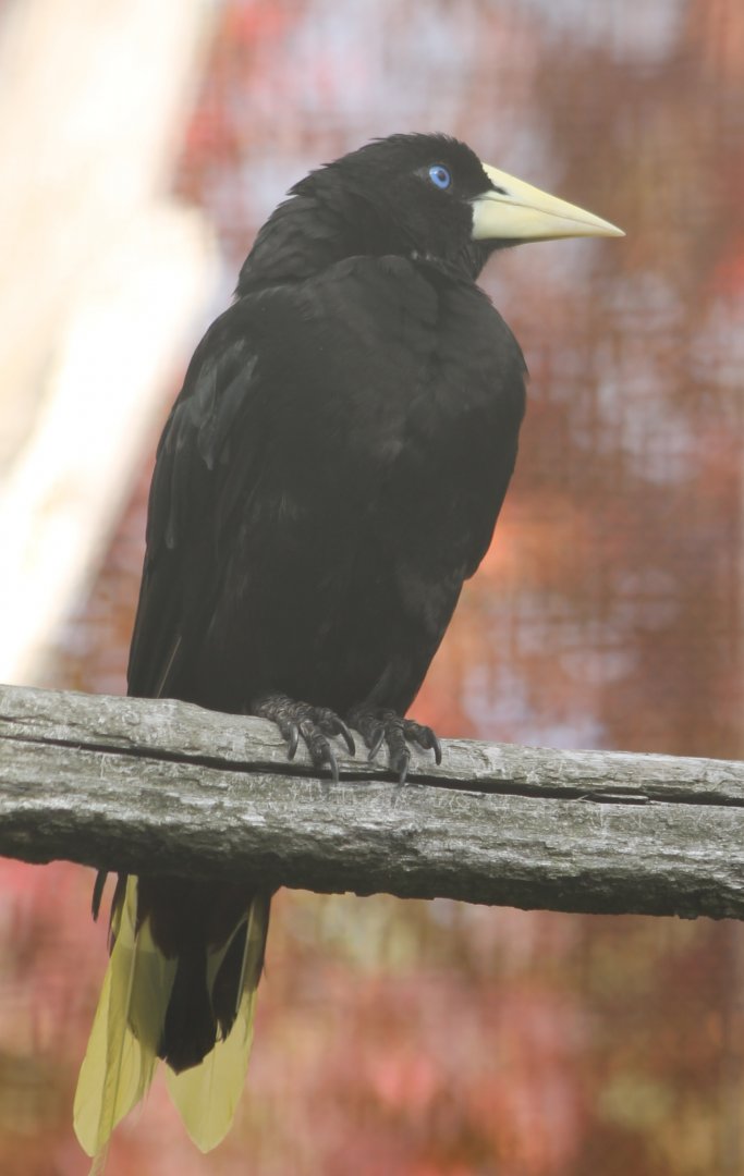 Crested oropendola